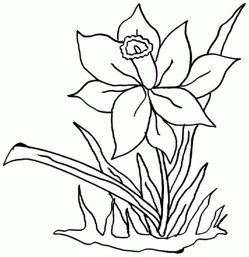 daffodil on it Colouring Pages (page 3)