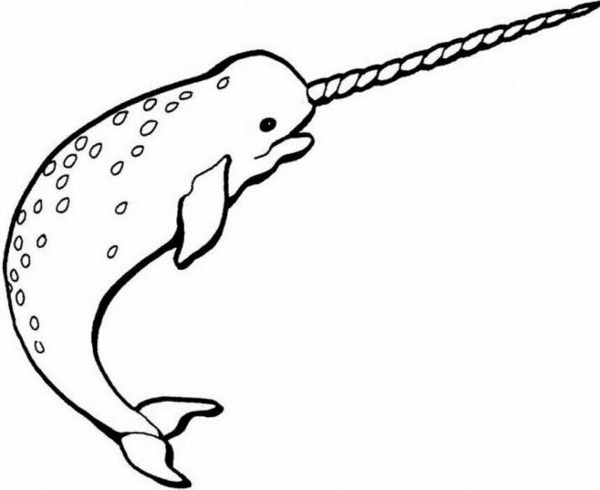 Narwhal Whale Coloring Page