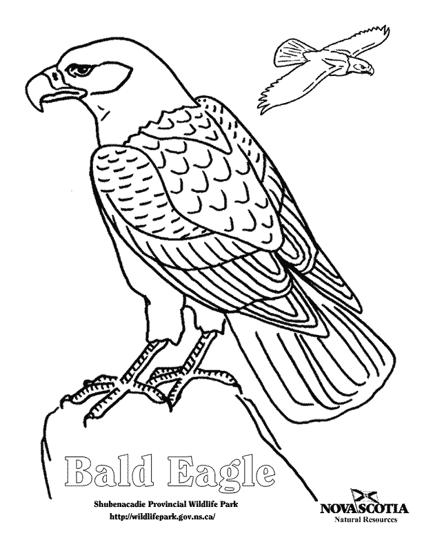 Goldfinch Coloring Page