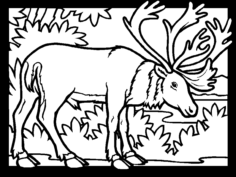 Color Caribou Animals Coloring Pages & Coloring Book