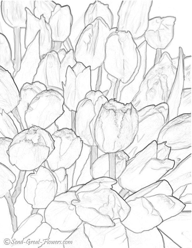 Download Tulip Coloring Pages - Coloring Home