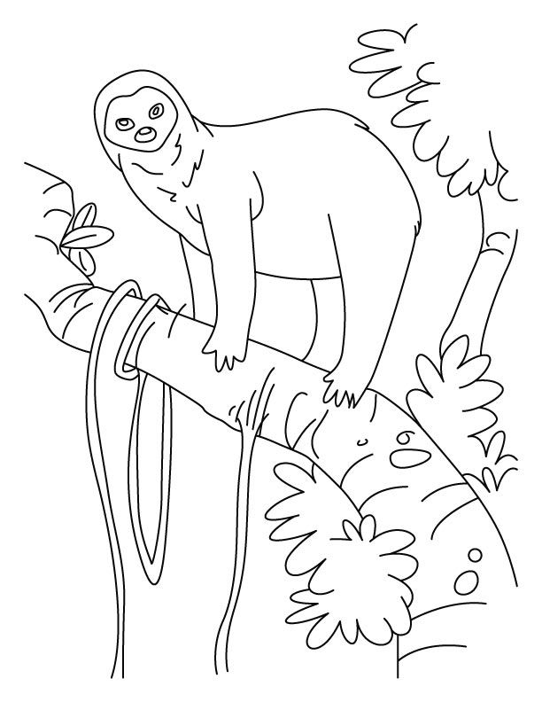 Sloth A Slowest Animal On Earth Coloring Pages | Download Free - Coloring  Home