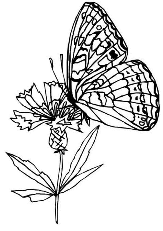 butterflies and flowers Colouring Pages (page 2)