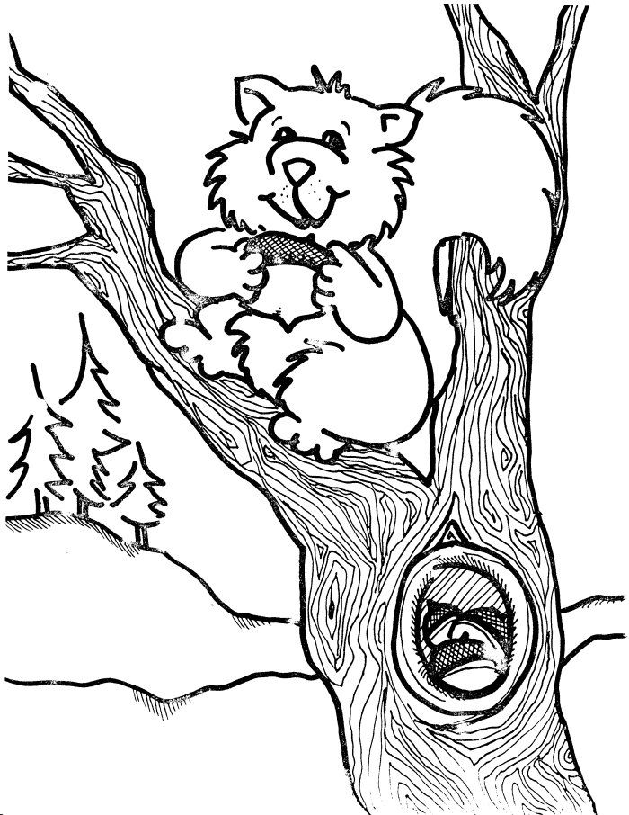 squirrels on trees Colouring Pages