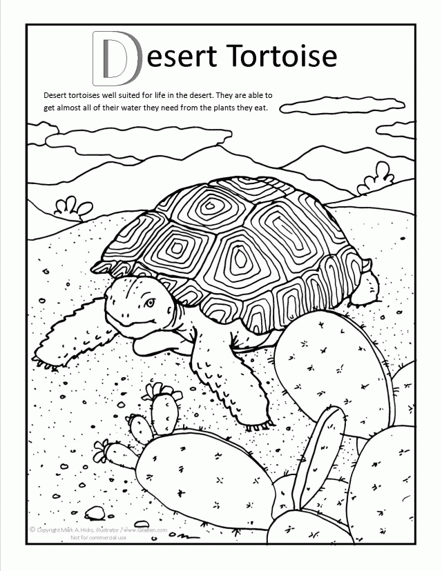 Printable Desert Tortoise Coloring pages | Coloring Pages
