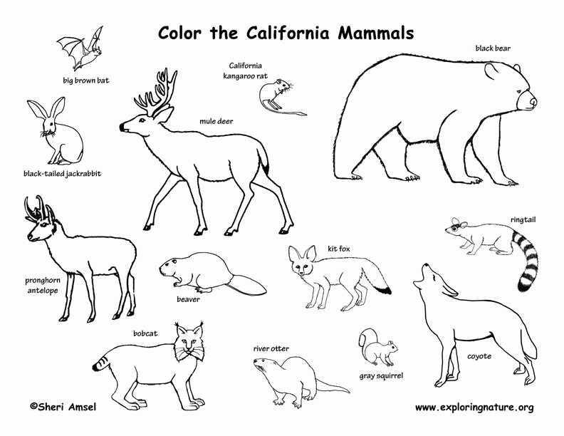 Printable Pictures Of Mammals Coloring Home