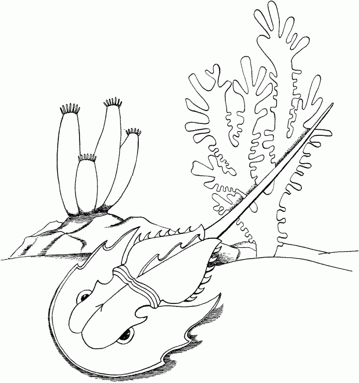 Horseshoe Crab Coloring Page | Online Coloring Pages