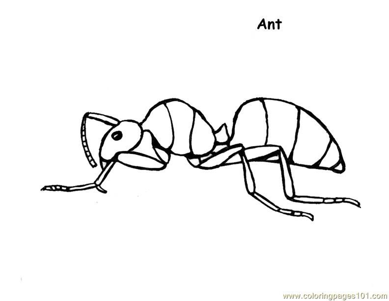 Coloring Pages Ant_carpenter (Insects > Ants) - free printable 