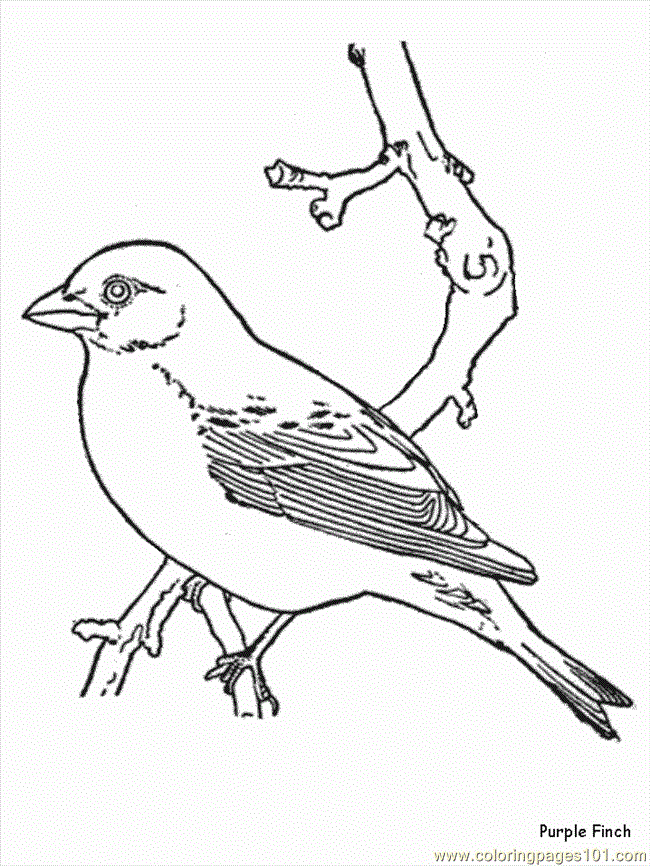 Coloring Pages Purplefinch (Animals > Birds) - free printable 