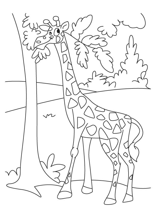 Giraffe enjoying leaves coloring pages | Download Free Giraffe 