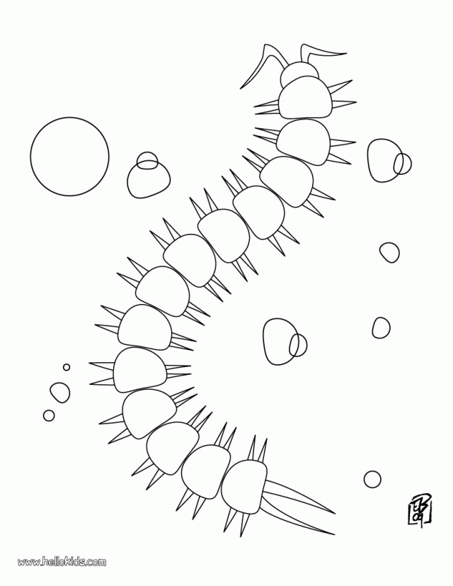 INSECT Coloring Pages Centipede 124125 Insect Coloring Pages