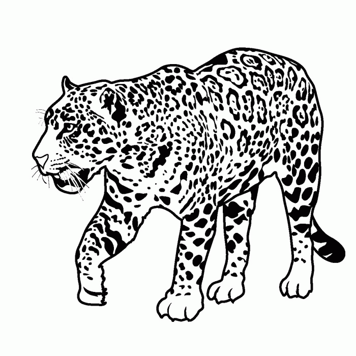 Jaguar Coloring Pages Kids
