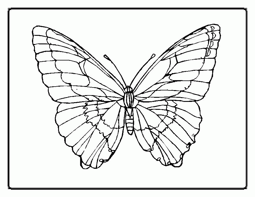 butterfly color pages | Coloring Picture HD For Kids | Fransus 