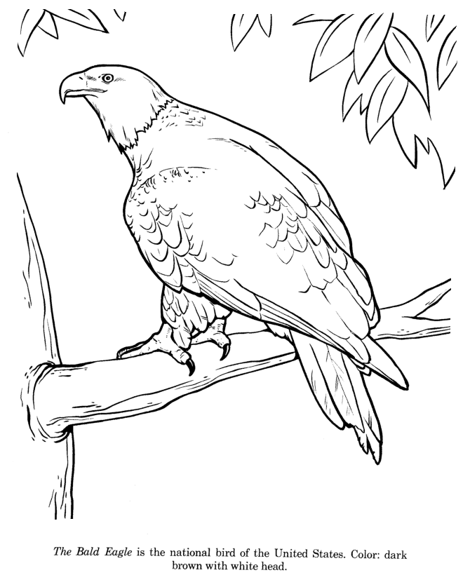 Animal Drawings Coloring Pages | Bald Eagle bird identification 
