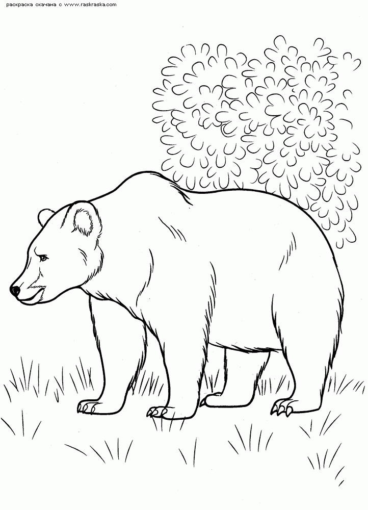 Brown Bear "Coloring for children. Print free children's coloring 