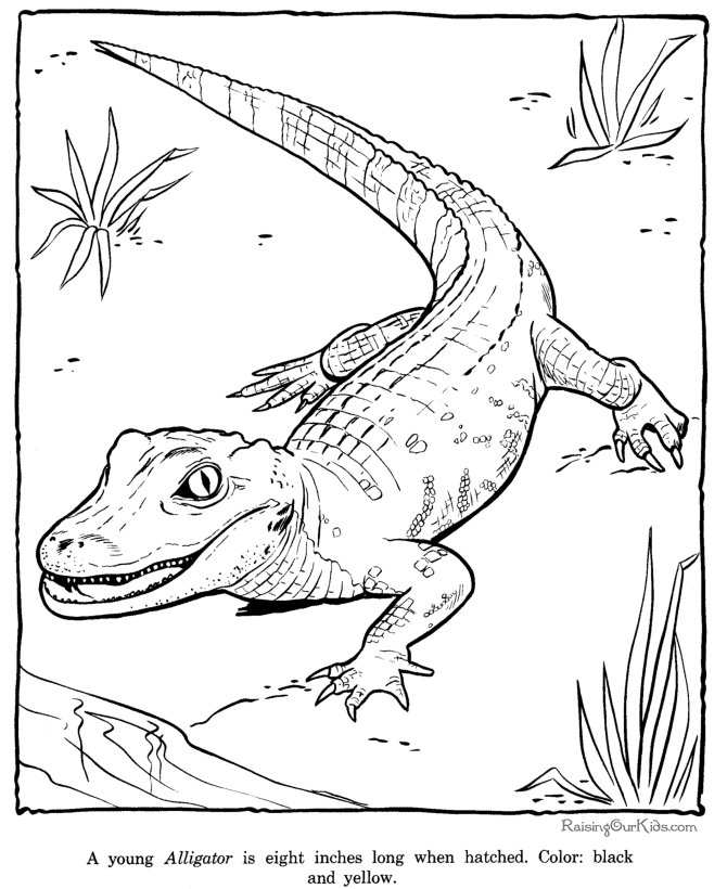 alligator coloring page sheet zoo animals
