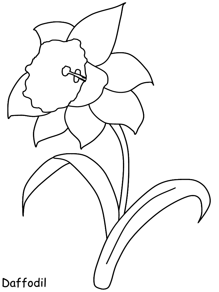 Printable Daffodil Flowers Coloring Pages - Coloringpagebook.com