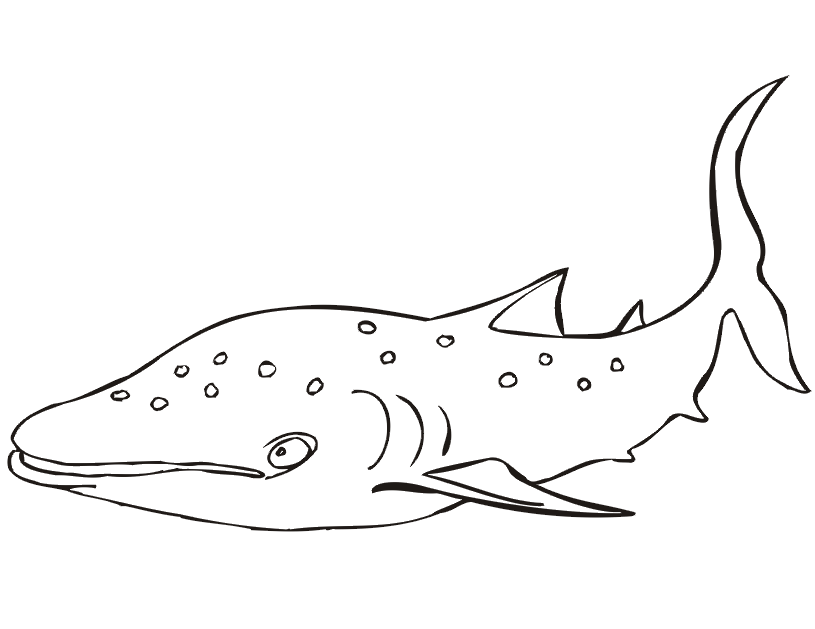 Shark Coloring Page | Spotted Shark