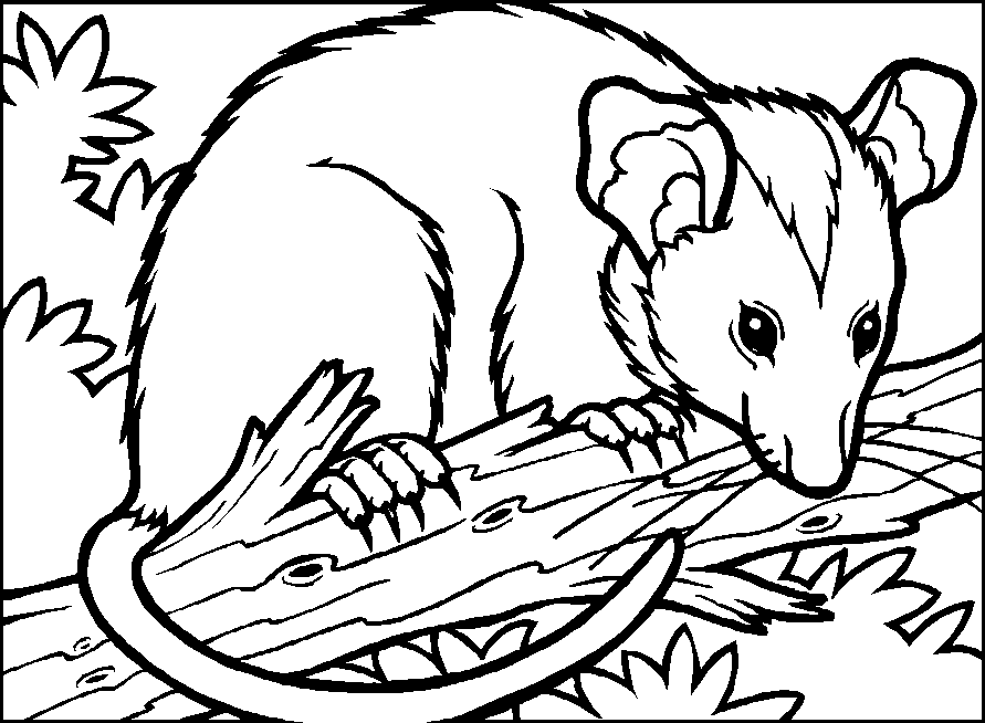 opossum Coloriage