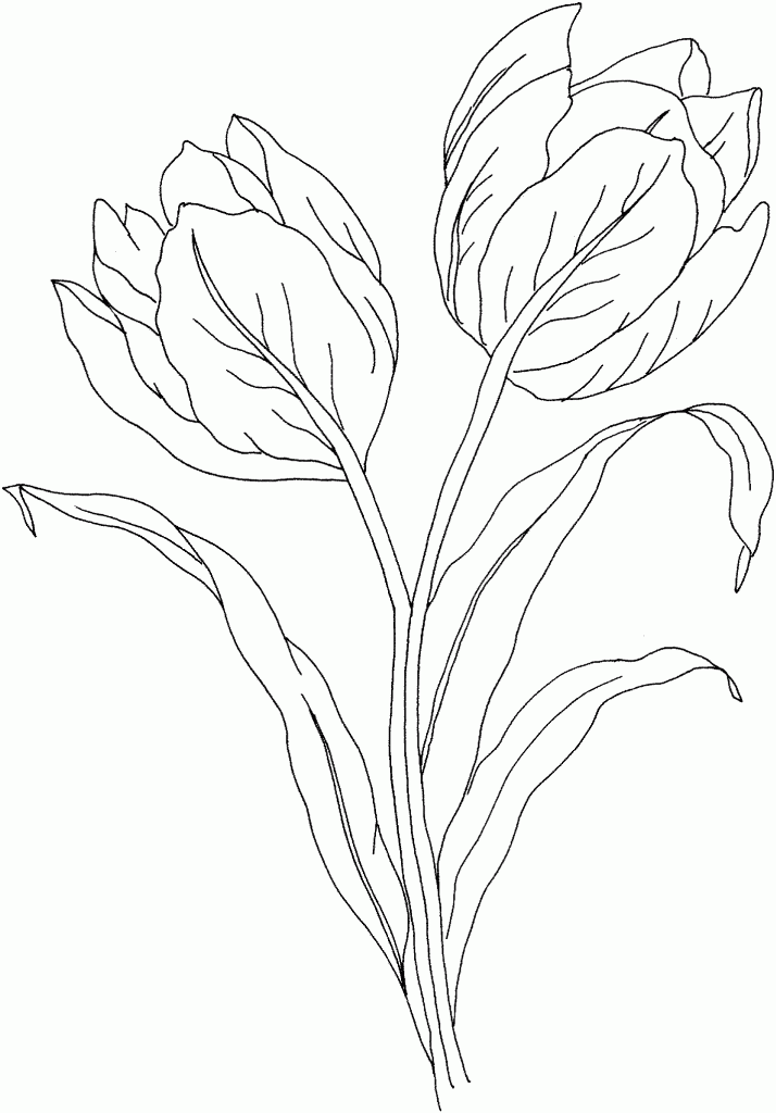 coloring pages of tulips | Coloring Picture HD For Kids | Fransus 