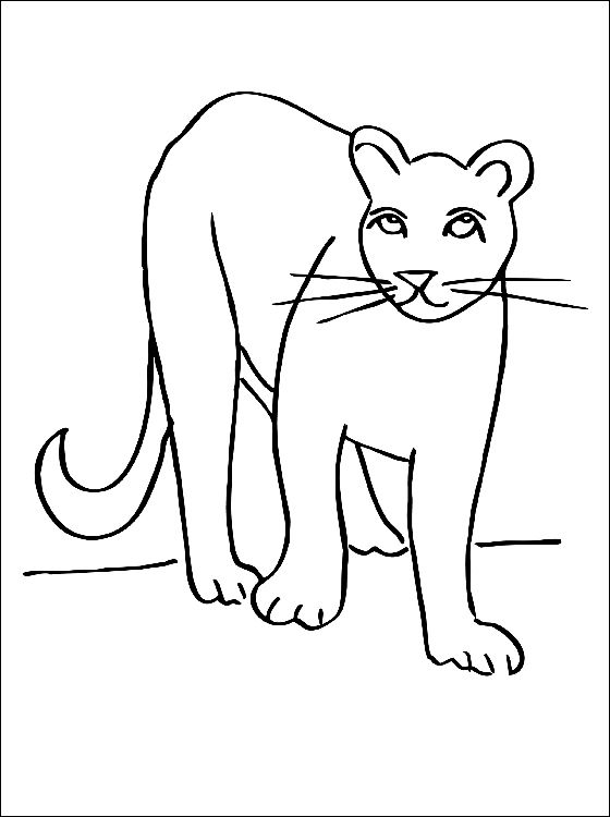 Puma Para Colorear | Coloring pages, Colorful pictures, Free hd wallpapers