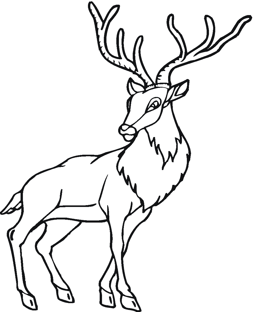 Free Deer Coloring Pages
