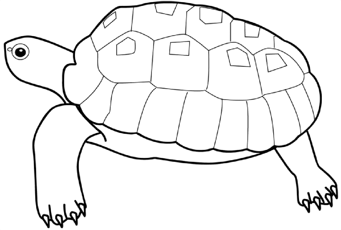 Animal Turtle Coloring Page - Coloring Pages For All Ages