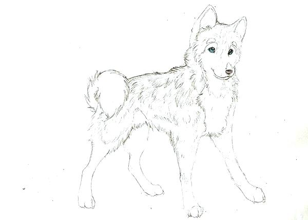 Realistic Husky Coloring Pages