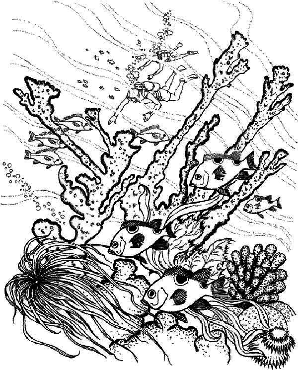 Diver Find Coral Reef Fish Coloring Pages : Kids Play Color