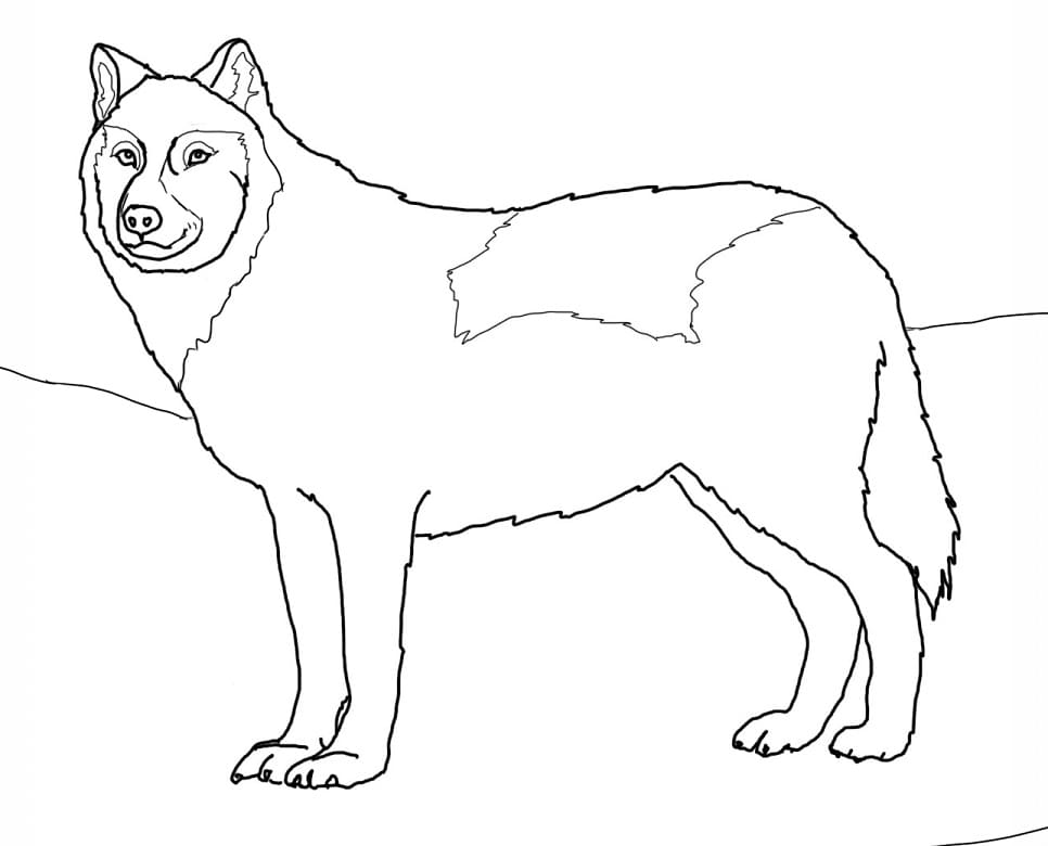 Arctic White Wolf Coloring Page - Free Printable Coloring Pages for Kids