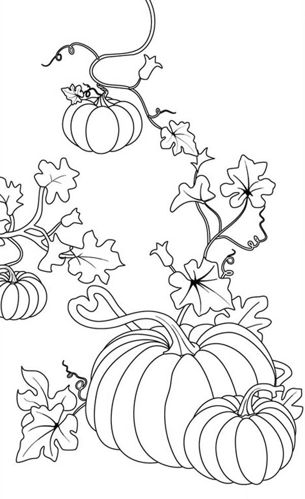Pumpkins, Pumpkins Coloring Page: Pumpkins Coloring PageFull Size ...