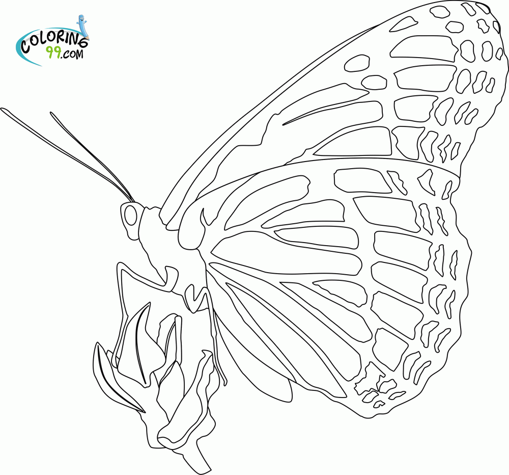 Monarch Butterfly Coloring Sheets | Coloring Online
