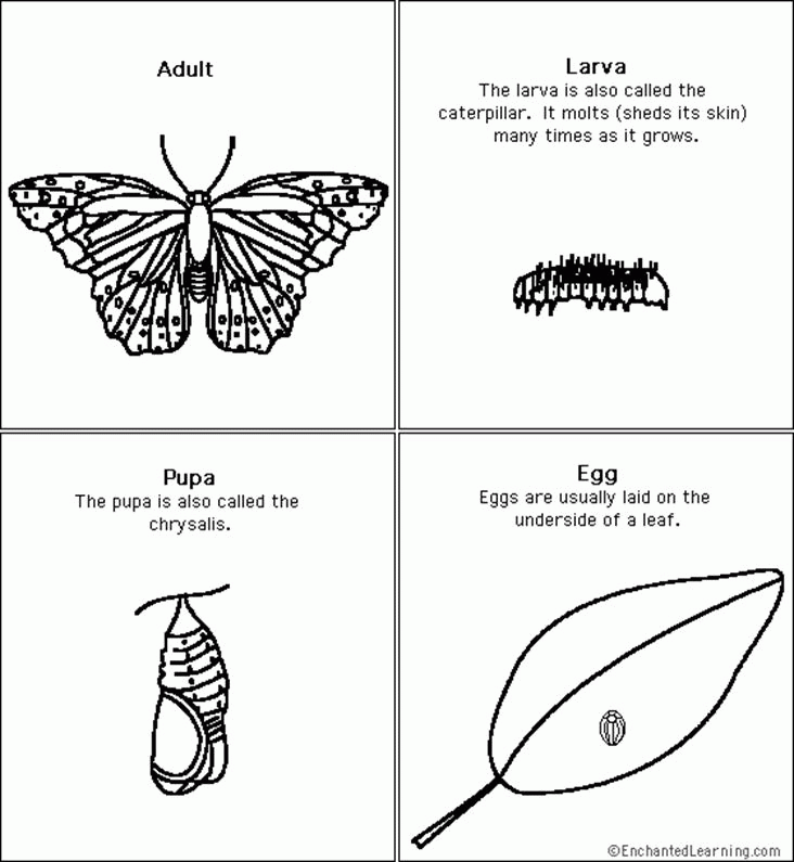 Life Cycle Of A Butterfly Coloring Page - Janainataba