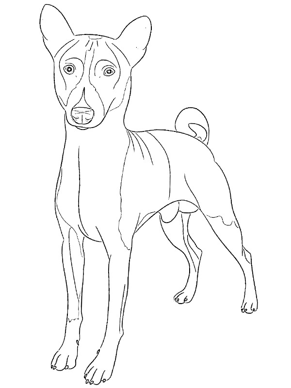 Basenji Coloring Page - Funny Coloring Pages