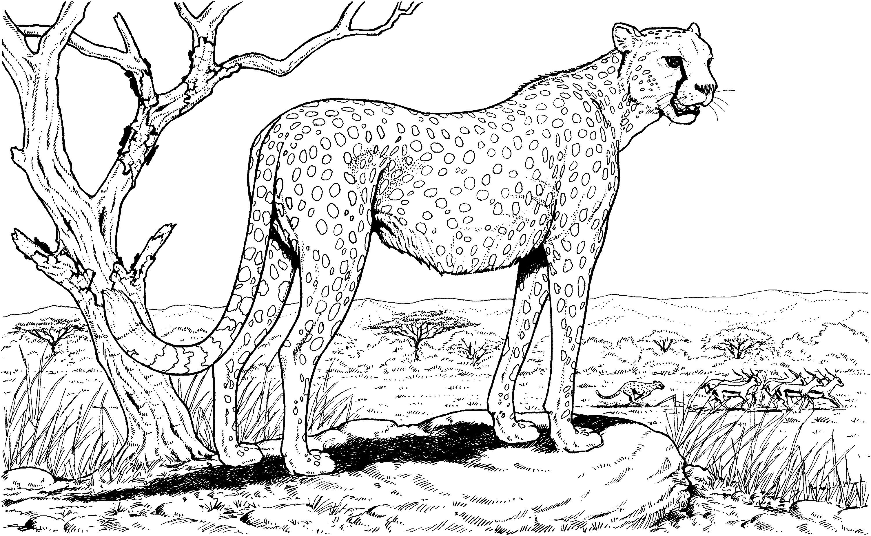 Cheetah Wild Animals Coloring Pages   Coloring Pages For All Ages ...