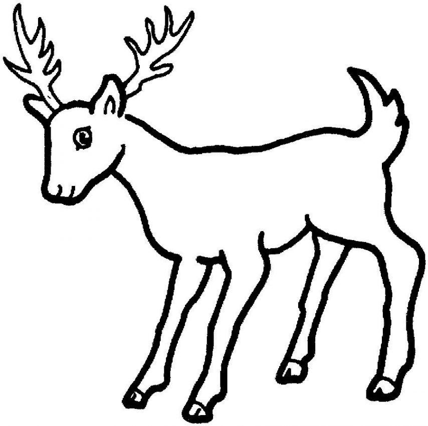 Whitetail Deer Coloring Sheet Deer Color White Tailed Deer ...