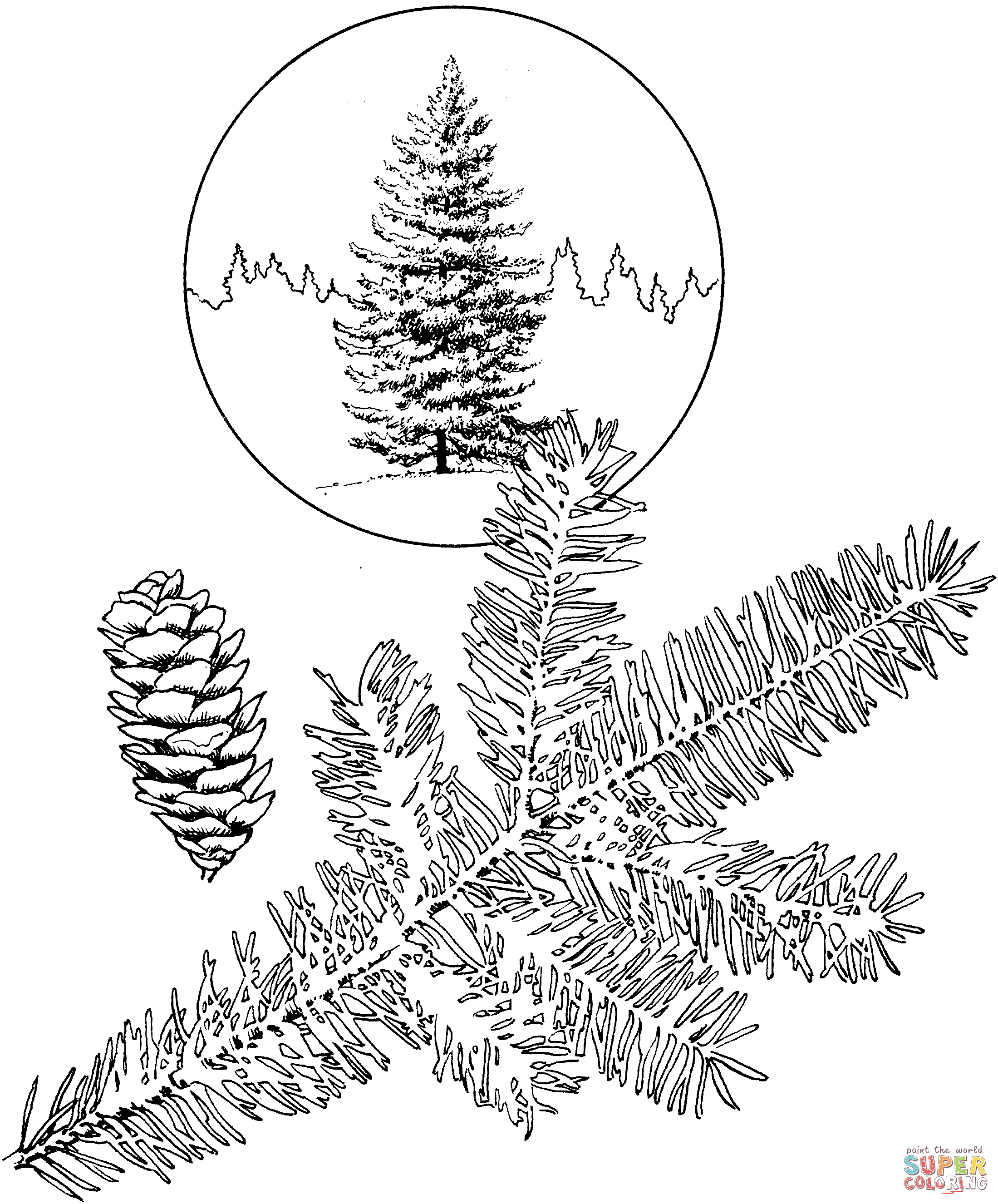 White Spruce Tree coloring page | Free Printable Coloring Pages