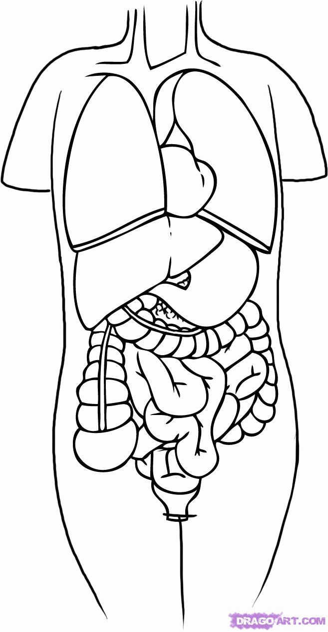 Anatomy And Physiology Coloring Pages - Coloring Home