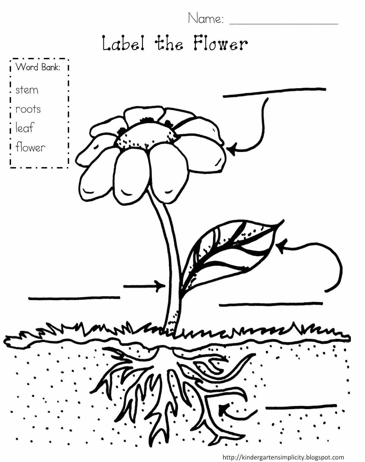 Parts Of A Plant Coloring Page - Coloring Home