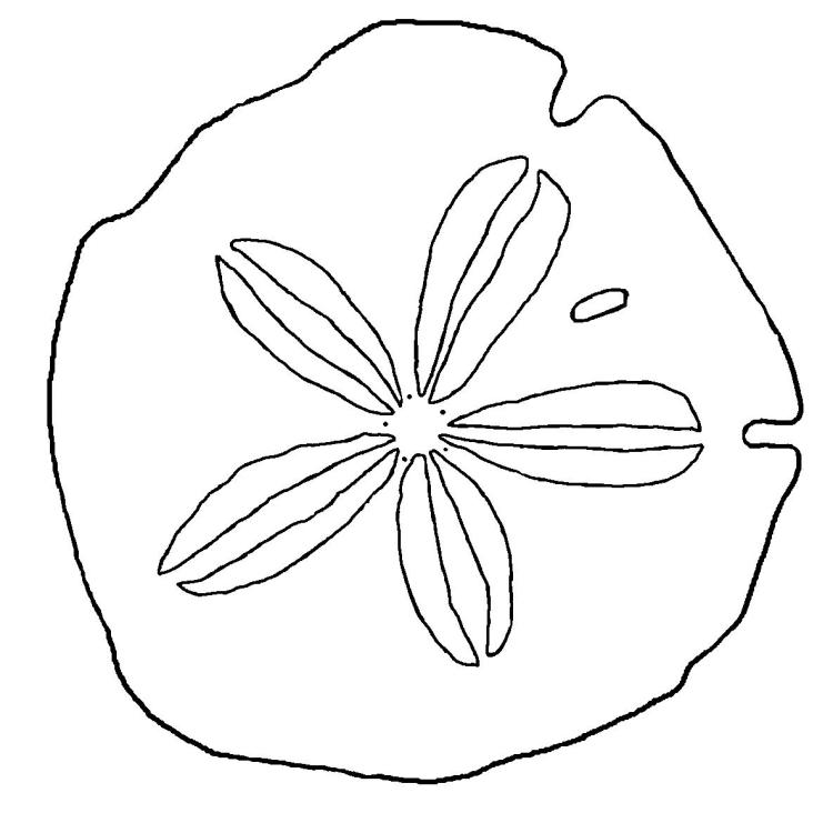 Sand Dollar Coloring Page Free Download – Seashells by Millhill
