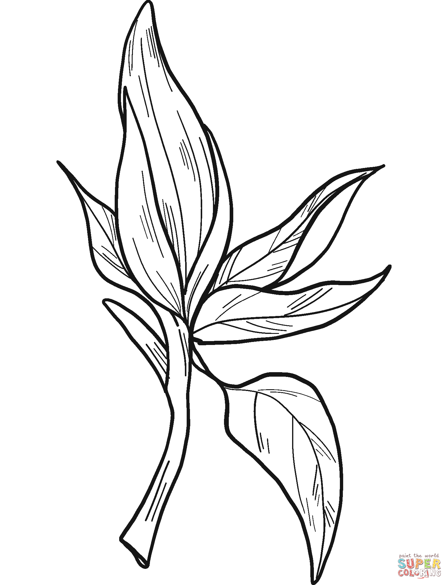 Magnolia Flower coloring page | Free Printable Coloring Pages