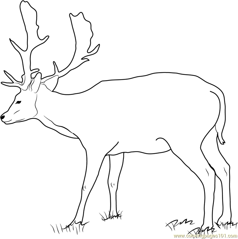 Fallow Buck Deer Coloring Page for Kids - Free Deer Printable Coloring Pages  Online for Kids - ColoringPages101.com | Coloring Pages for Kids