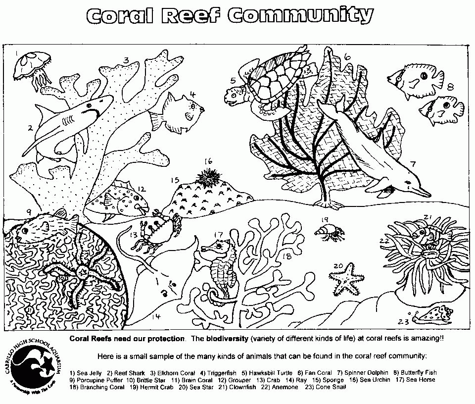 Download Food Web Coloring Pages - Coloring Home