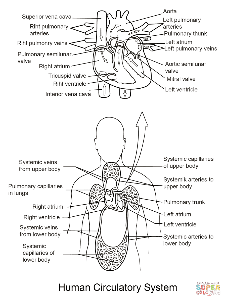 Human Circulatory System coloring page | Free Printable Coloring Pages