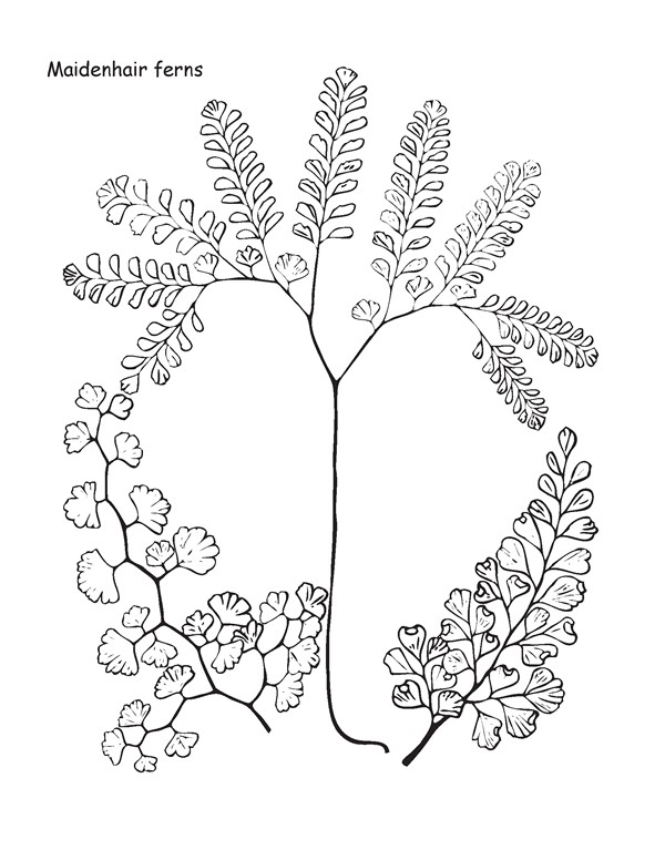 Fern Coloring Pages