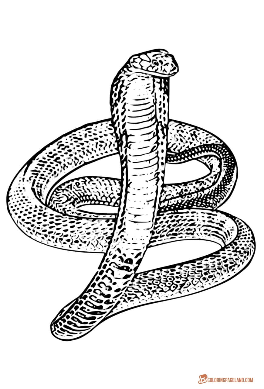 Snake Coloring Pages - Free Downloadable and Printable Sheets