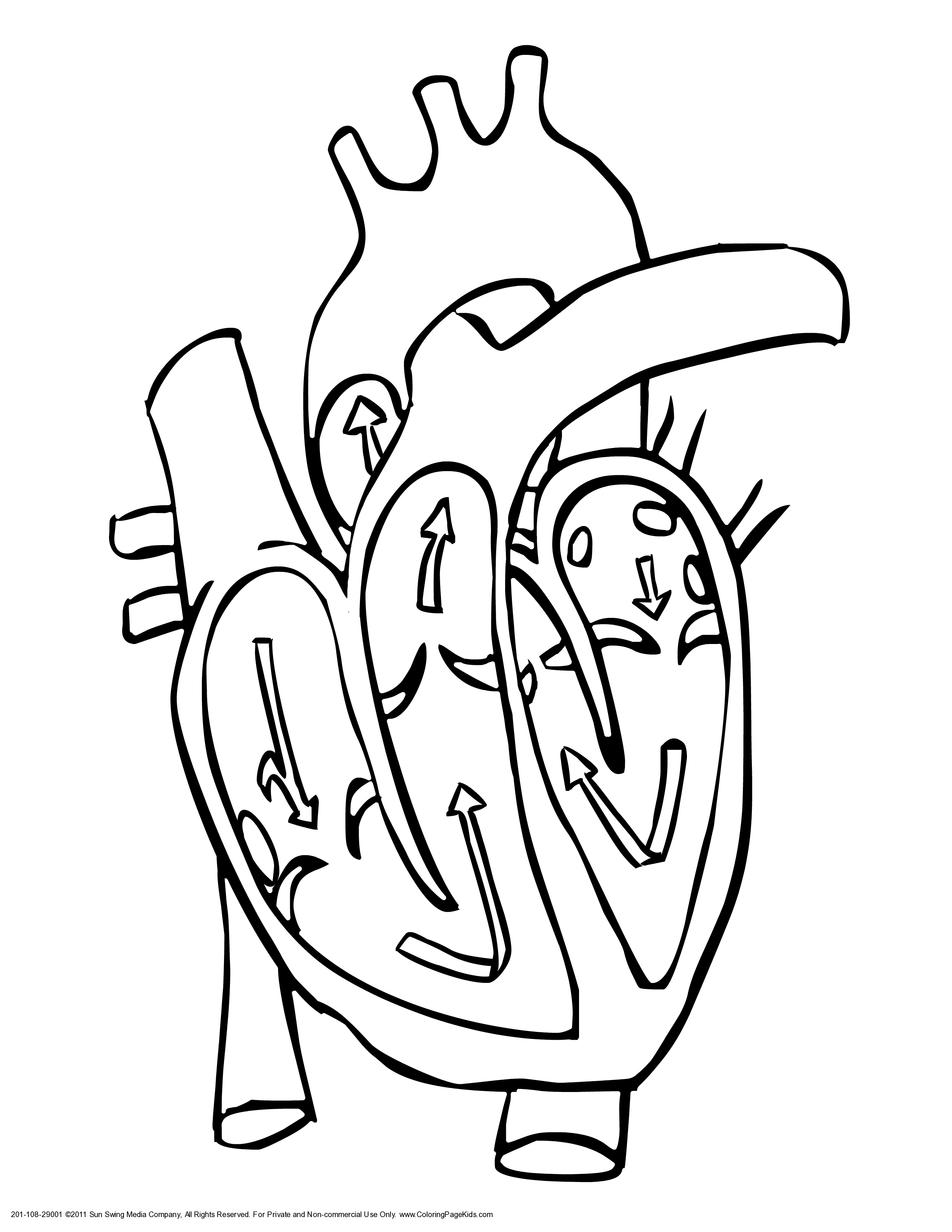 Human Body Heart Coloring Pages - High Quality Coloring Pages