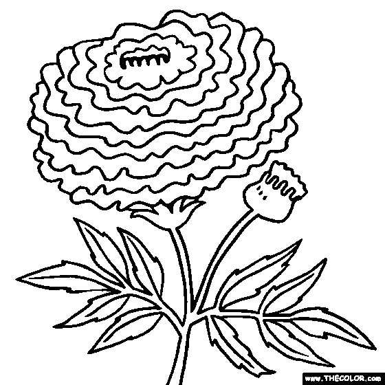 marigold-coloring-pages-coloring-home