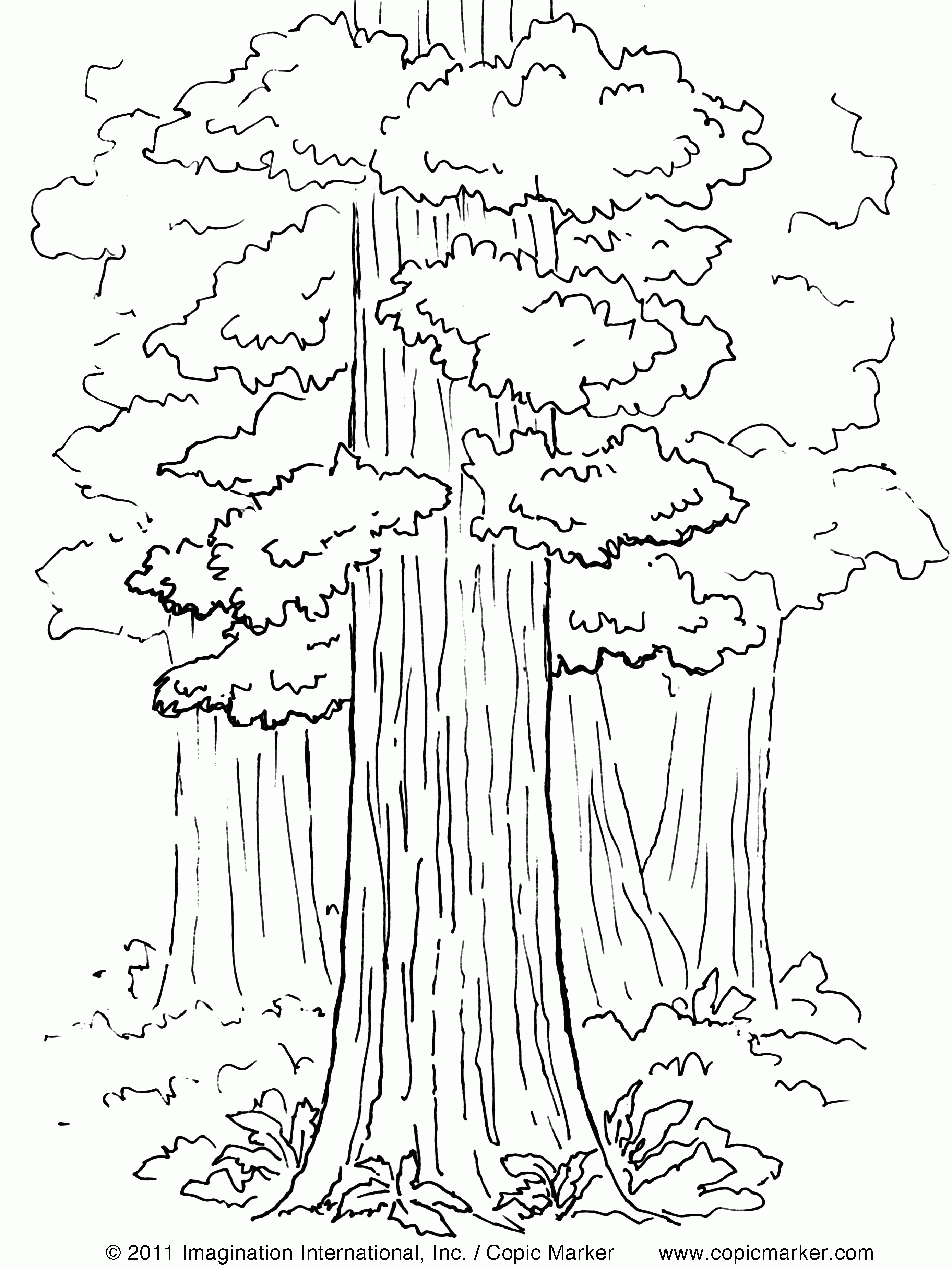 california state tree sequoia coloring page for kids