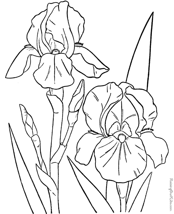 Free Printable Flower Coloring Pages - Coloring Home